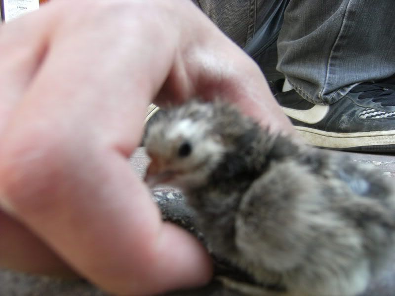DSCF2395.jpg