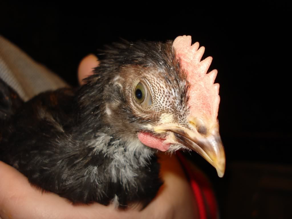 CMBcockerel-eye2.jpg