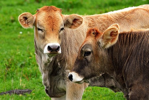cow-2788833__340.jpg