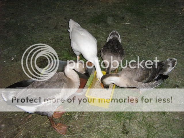 Picturesss2107.jpg