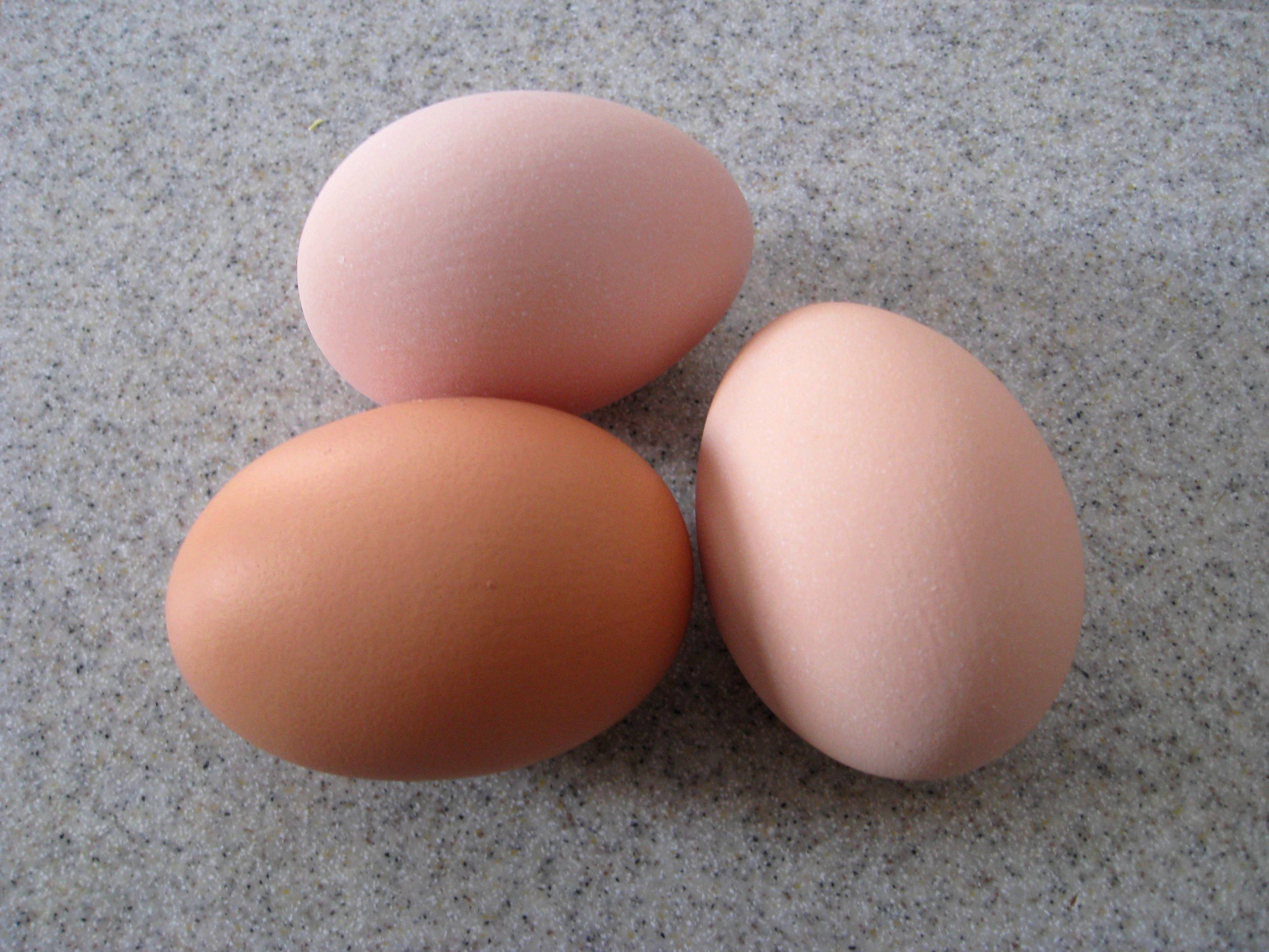chicken-eggs.jpg