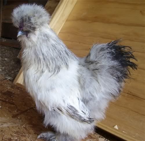silkie2.jpg