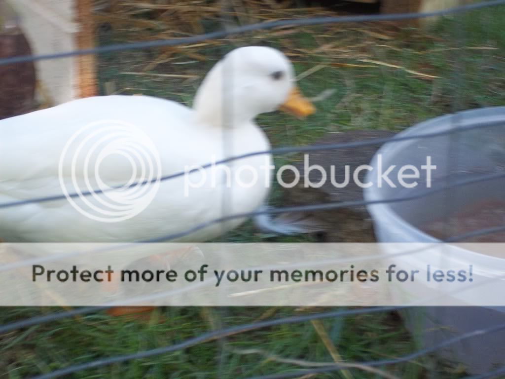 CallDucks024.jpg