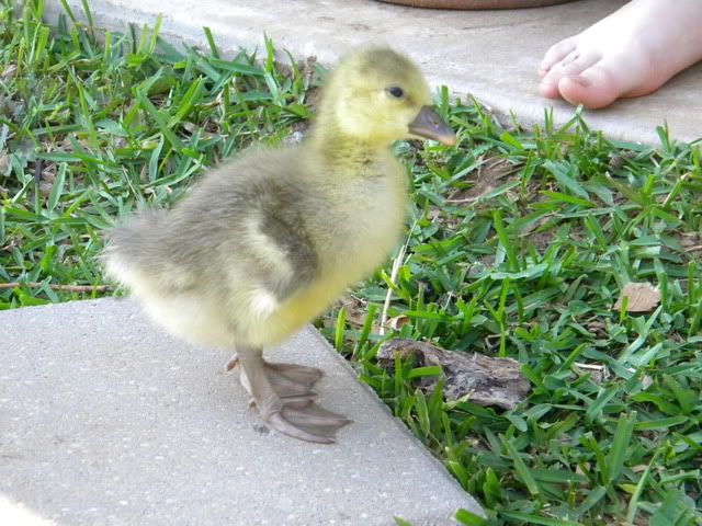 DSCN1636.jpg