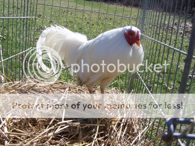 chicken009.jpg