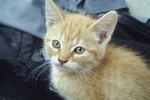 How-to: Rubbing Alcohol on Cat Odors