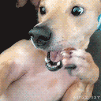 suprised-sneeze-with-paw.gif