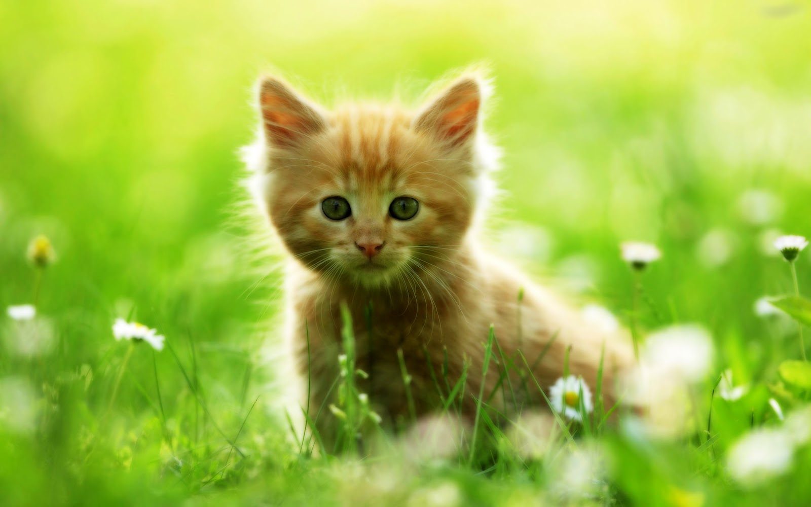 Cute-Cats-116.jpg