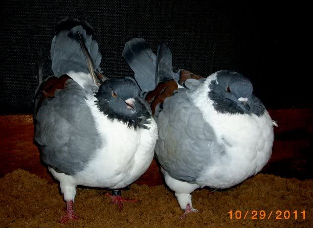 Imgp0490.jpg