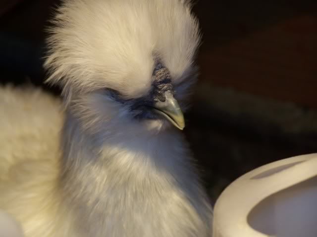 MyChickens004.jpg