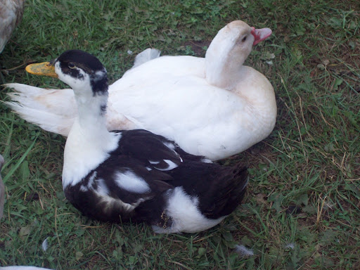 100_3596.JPG