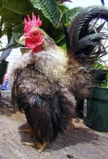 Silkiedcock1smallerphoto.jpg