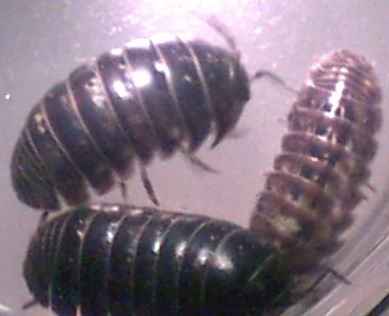 pill_bugs_3_comp.jpg