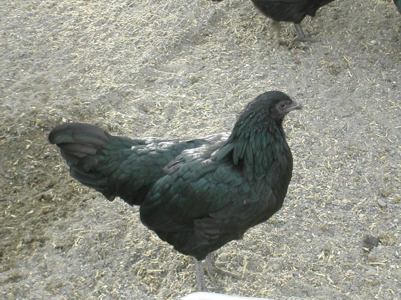 sumatrahen3-1.jpg