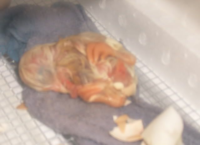pipandhatchFeggs015.jpg