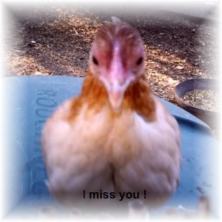 missyouchick-1.jpg
