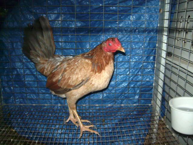 gamehens001.jpg