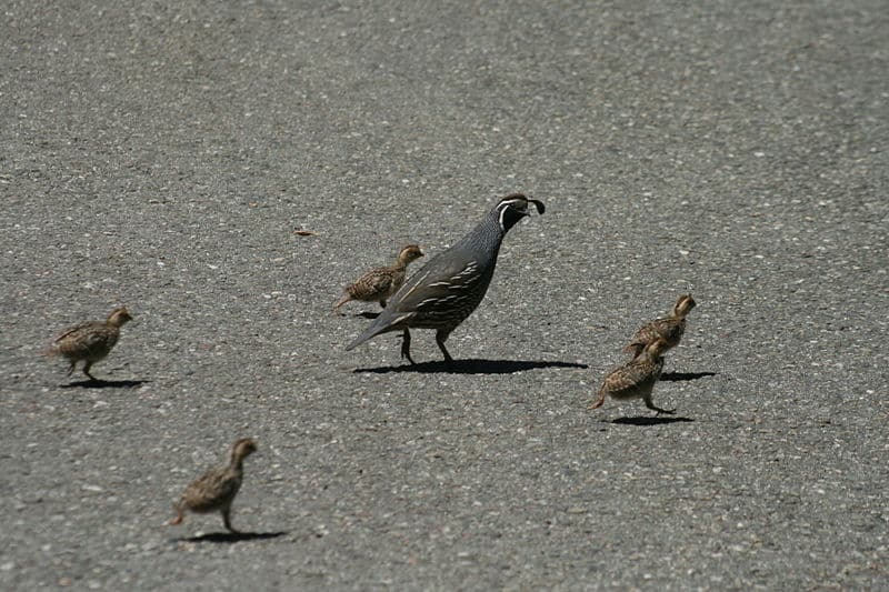 quail3.jpg