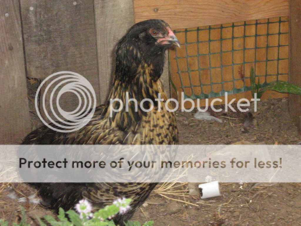 JerrilynnsChickens013.jpg