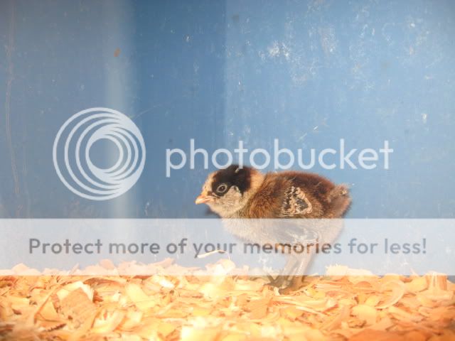 newchicks014.jpg