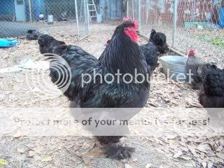 Chickens038.jpg
