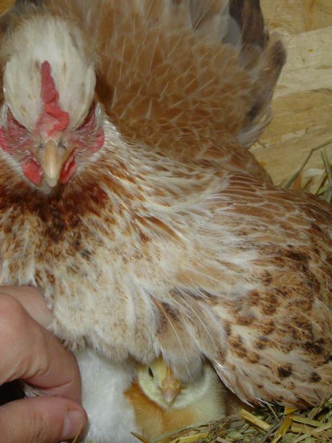 chick.jpg