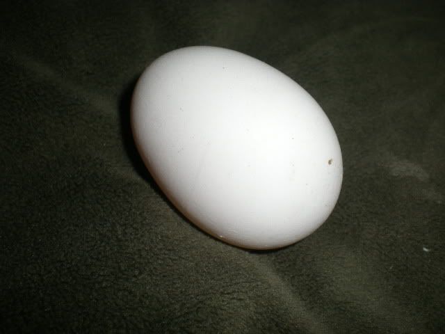 DSCN3388.jpg