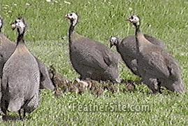 guineas.JPEG