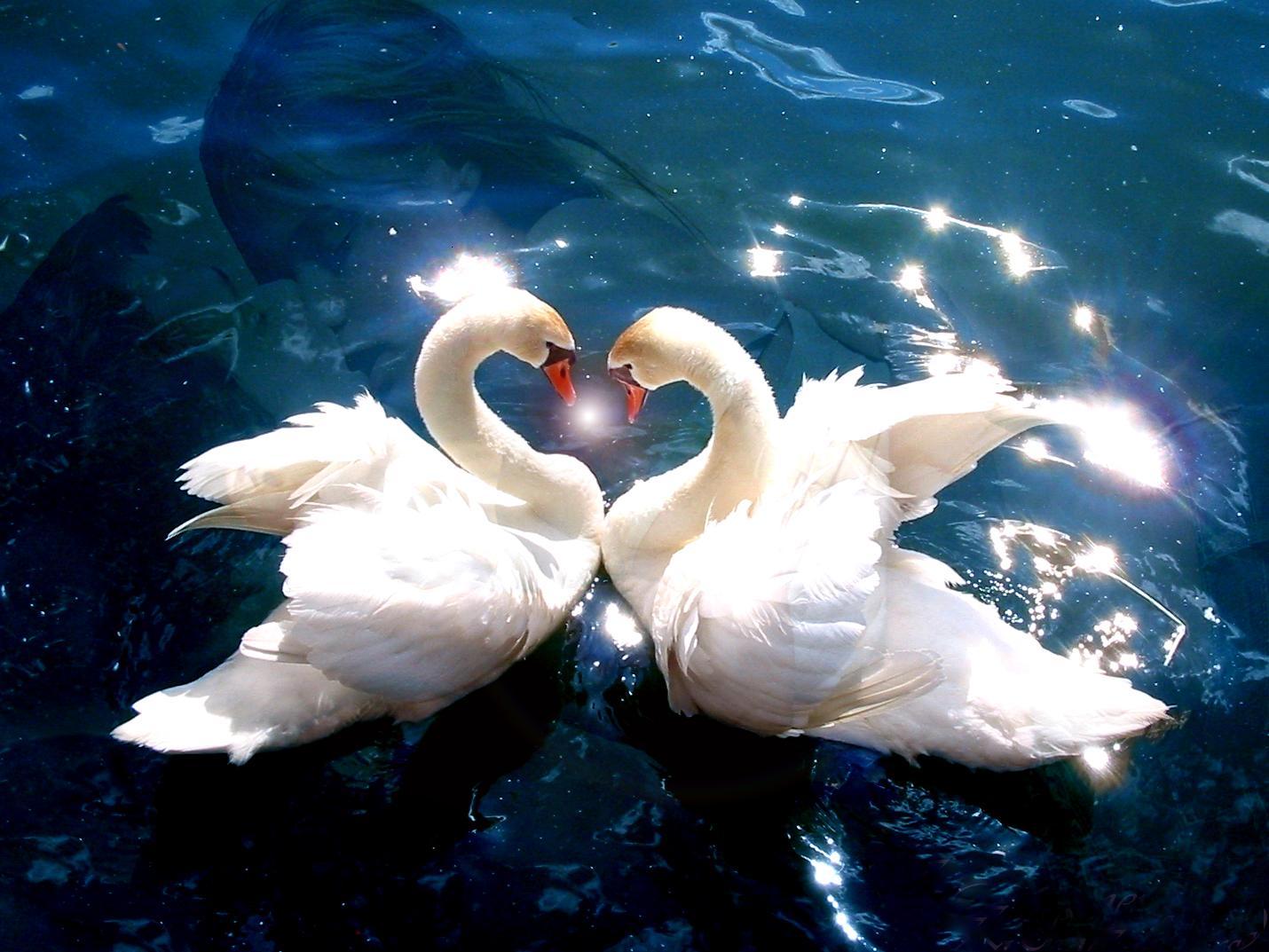animals-pictures-falling-in-love1.jpg