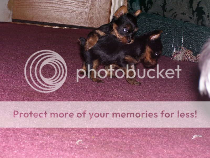 Puppies010.jpg