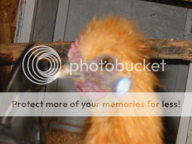 newchicken019.jpg