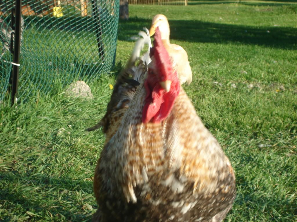 BirdsJune2011076.jpg