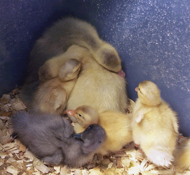 cuteness.gif