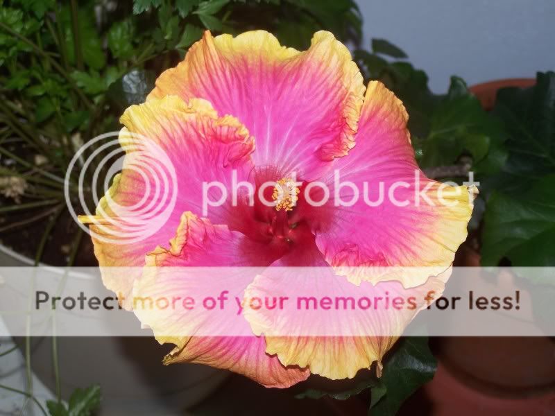 Hibiscus.jpg