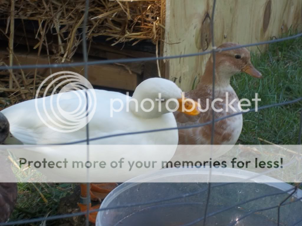 CallDucks027.jpg