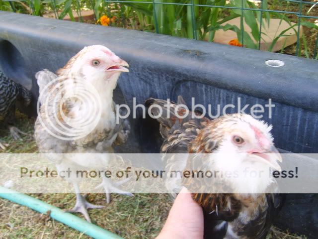 roosters014.jpg