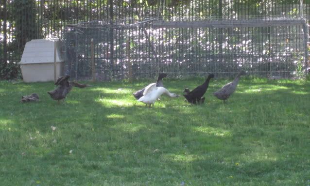 1rducksfreeranging.jpg