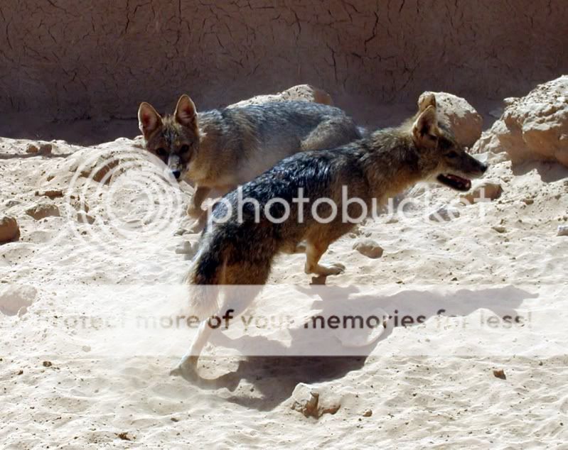 Golden_Jackal_Revivim.jpg