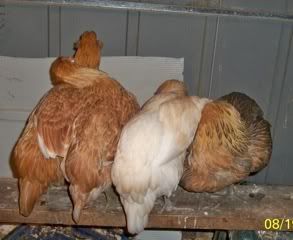 file-15.jpg