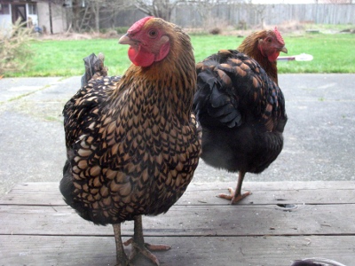 20090114_chickens_02.jpg