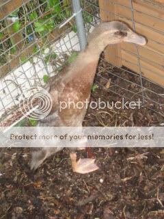 duck004.jpg