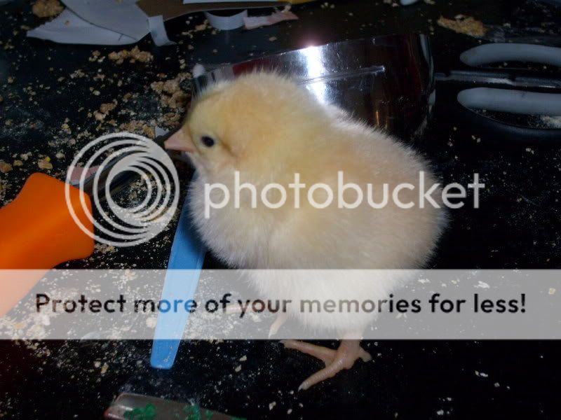 WhatamIchick.jpg
