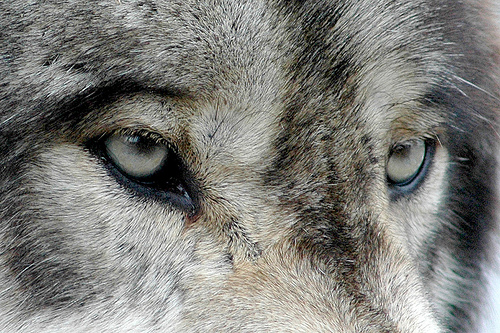 wolf_eyes_by_xoxotiggeroxox-d5mge9k.jpg