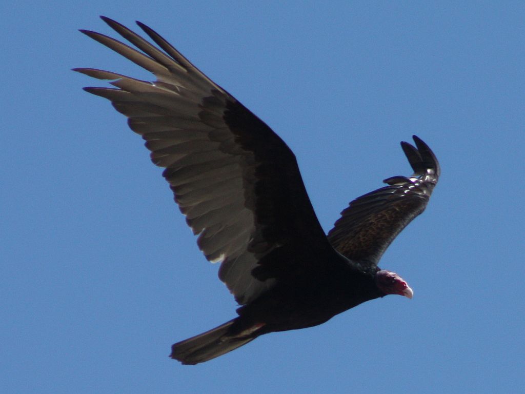 buzzard.jpg