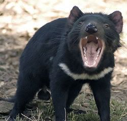 250px-Tasdevil_large.jpg