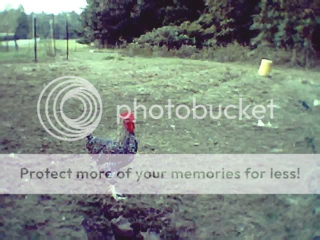 marans003.jpg