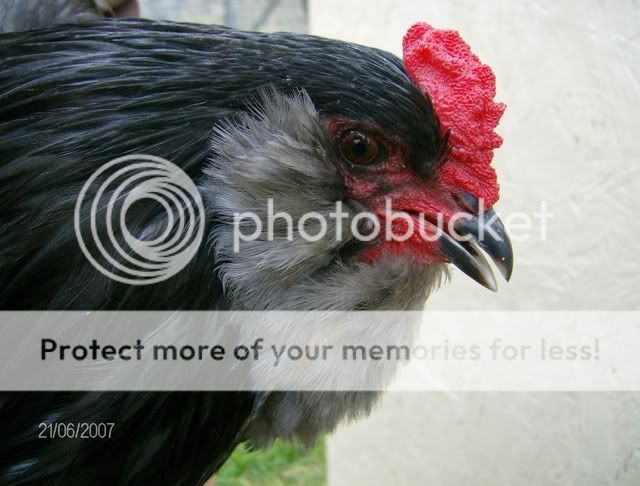 Chickens-December162007015.jpg