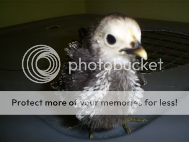 chicks007.jpg