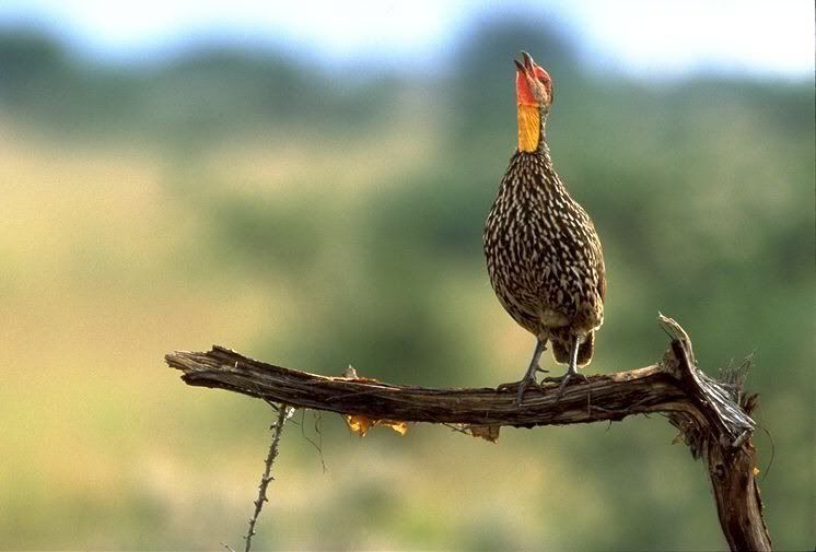 YellowNeckedfrancolin.jpg