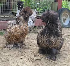 Running Rooster Satin Silkie Chickens - Home | Facebook
